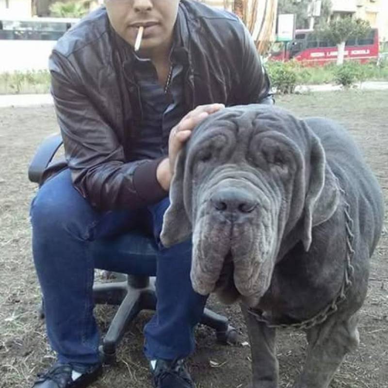 Meet Achraf, 38 Male from القاهرة, Egipto - Free Online Dating at AhhDate - Photo 9525